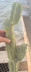 #EC246 EXACT Trichocereus Bridgesii Jiimz Twin Spine LONG Cactus Cuttings