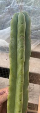 #EC246 EXACT Trichocereus Bridgesii Jiimz Twin Spine LONG Cactus Cuttings
