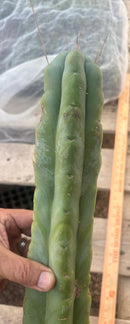 #EC246 EXACT Trichocereus Bridgesii Jiimz Twin Spine LONG Cactus Cuttings