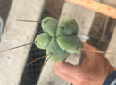 #EC246 EXACT Trichocereus Bridgesii Jiimz Twin Spine LONG Cactus Cuttings