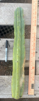 #EC246 EXACT Trichocereus Bridgesii Jiimz Twin Spine LONG Cactus Cuttings