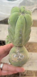 #EC246 EXACT Trichocereus Bridgesii Jiimz Twin Spine LONG Cactus Cuttings