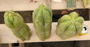 #EC247 EXACT Trichocereus Huanucoensis Jiimz Huanu/P7 Cactus Cutting 13"