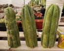 #EC247 EXACT Trichocereus Huanucoensis Jiimz Huanu/P7 Cactus Cutting 13"