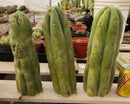 #EC247 EXACT Trichocereus Huanucoensis Jiimz Huanu/P7 Cactus Cutting 13"