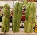 #EC247 EXACT Trichocereus Huanucoensis Jiimz Huanu/P7 Cactus Cutting 13"