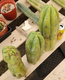 #EC247 EXACT Trichocereus Huanucoensis Jiimz Huanu/P7 Cactus Cutting 13"