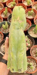 #EC247 EXACT Trichocereus Huanucoensis Jiimz Huanu/P7 Cactus Cutting 13"
