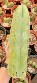 #EC247 EXACT Trichocereus Huanucoensis Jiimz Huanu/P7 Cactus Cutting 13"
