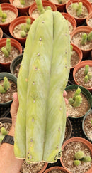 #EC247 EXACT Trichocereus Huanucoensis Jiimz Huanu/P7 Cactus Cutting 13"