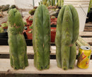 #EC247 EXACT Trichocereus Huanucoensis Jiimz Huanu/P7 Cactus Cutting 13"