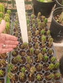 #EC249 EXACT - THREE Trichocereus Pachanoi OP Seedlings from new Zealand 2-3"