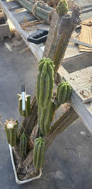 #EC25 EXACT Trichocereus Pachanoi "PC" Cactus Tree 3’ or so