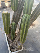 #EC25 EXACT Trichocereus Pachanoi "PC" Cactus Tree 3’ or so