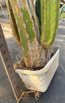 #EC25 EXACT Trichocereus Pachanoi "PC" Cactus Tree 3’ or so