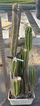 #EC25 EXACT Trichocereus Pachanoi "PC" Cactus Tree 3’ or so