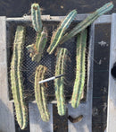#EC252 EXACT Trichocereus Bridgesii TLC Bargain Cactus Cutting Lot +