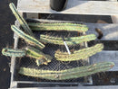 #EC252 EXACT Trichocereus Bridgesii TLC Bargain Cactus Cutting Lot +