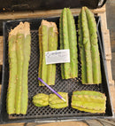 #EC253 EXACT Trichocereus Pachanoi Monstrose TPM TLC Cactus CUTTING LOT