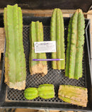 #EC253 EXACT Trichocereus Pachanoi Monstrose TPM TLC Cactus CUTTING LOT