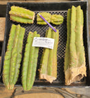#EC253 EXACT Trichocereus Pachanoi Monstrose TPM TLC Cactus CUTTING LOT