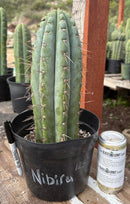 #EC256 EXACT Trichocereus Peruvianus Nibiru Cactus 12.5"