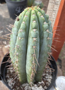 #EC256 EXACT Trichocereus Peruvianus Nibiru Cactus 12.5"