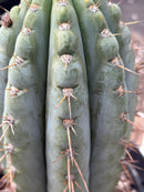 #EC256 EXACT Trichocereus Peruvianus Nibiru Cactus 12.5"