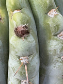 #EC256 EXACT Trichocereus Peruvianus Nibiru Cactus 12.5"