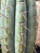 #EC256 EXACT Trichocereus Peruvianus Nibiru Cactus 12.5"