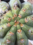 #EC256 EXACT Trichocereus Peruvianus Nibiru Cactus 12.5"