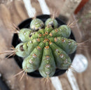 #EC256 EXACT Trichocereus Peruvianus Nibiru Cactus 12.5"