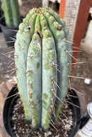 #EC256 EXACT Trichocereus Peruvianus Nibiru Cactus 12.5"