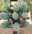 #EC257 EXACT Cereus Spiralis The Spiral Cactus 10-12” or so!