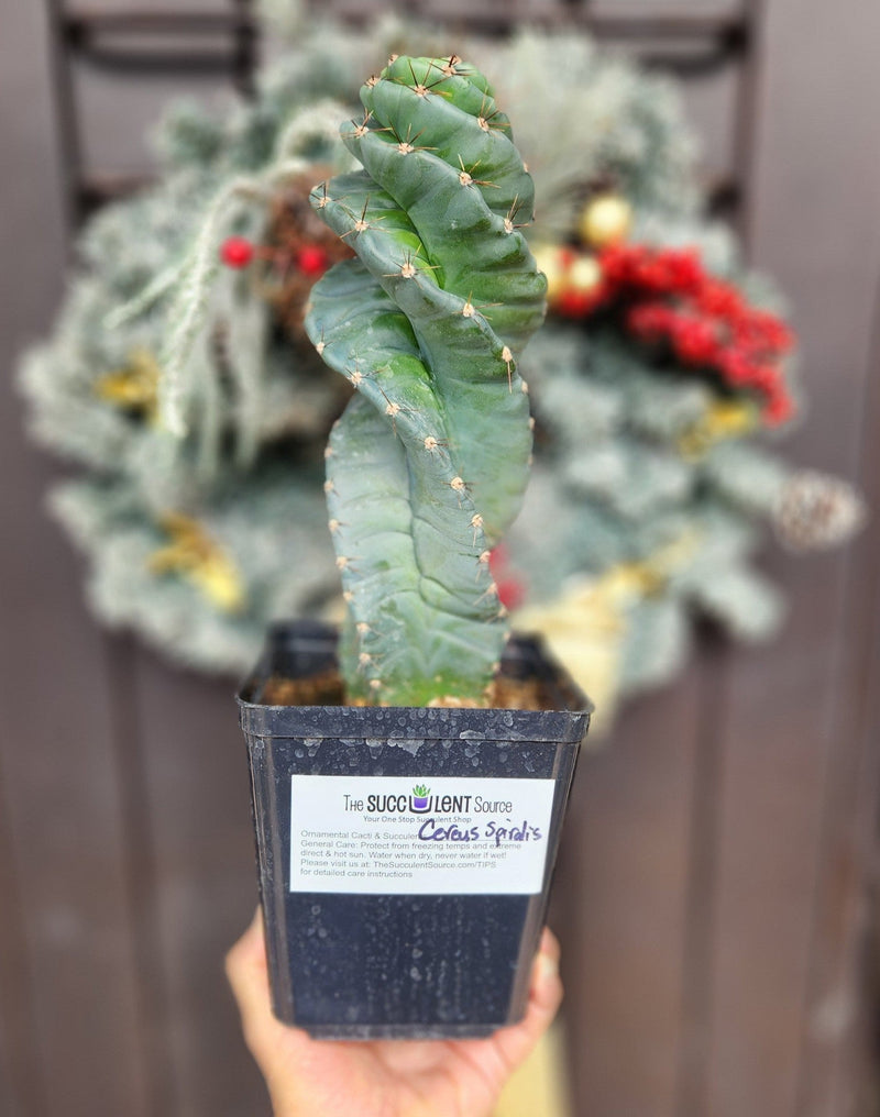 succuler EC257 EXACT Cereus Spiralis The Spiral Cactus 10-12” or so!