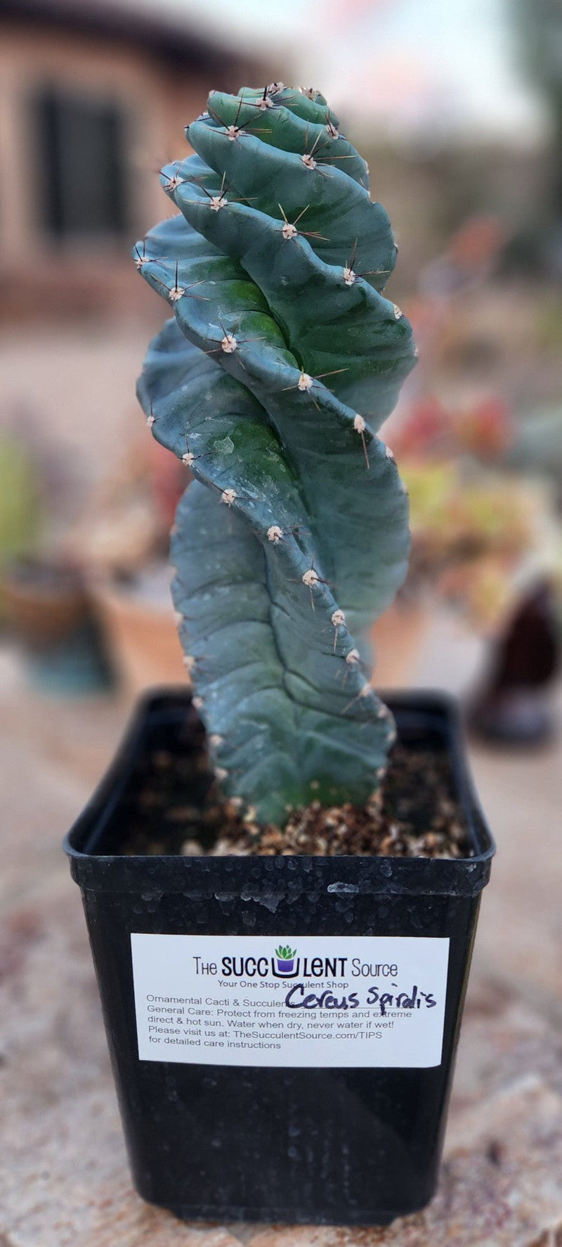 EC257 EXACT Cereus Spiralis The Spiral Cactus 10-12 or so!