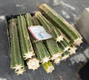 #EC258 EXACT Trichocereus Pachanoi PC TLC 21Lbs Cactus CUTTING LOT “E”