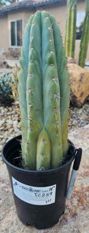 #EC259 EXACT Trichocereus Peruvianus TSSBP Ornamental Cactus 14"