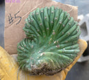 #EC260 EXACT Trichocereus Pachanoi Variegated & Crested Cactus BareRoot