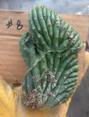 #EC260 EXACT Trichocereus Pachanoi Variegated & Crested Cactus BareRoot