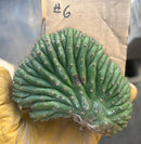 #EC260 EXACT Trichocereus Pachanoi Variegated & Crested Cactus BareRoot