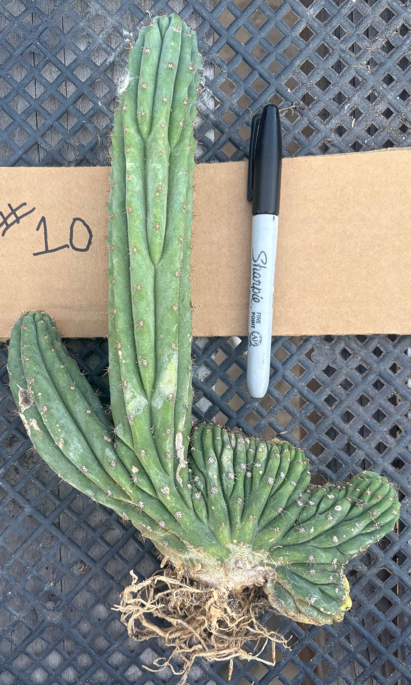 EC260 EXACT Trichocereus Pachanoi Variegated & Crested Cactus BareRoo