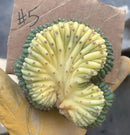 #EC260 EXACT Trichocereus Pachanoi Variegated & Crested Cactus BareRoot