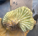 #EC260 EXACT Trichocereus Pachanoi Variegated & Crested Cactus BareRoot