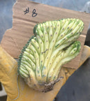 #EC260 EXACT Trichocereus Pachanoi Variegated & Crested Cactus BareRoot