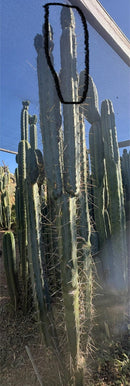 #EC261 Trichocereus Peruvianus X Bridgesii “Swerve” Cactus Cutting 8”