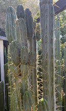 #EC261 Trichocereus Peruvianus X Bridgesii “Swerve” Cactus Cutting 8”