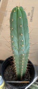 #EC262 EXACT Trichocereus Pachanoi Monstrose TPM X (SS02 x Juuls) Cactus 15”