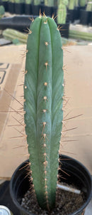 #EC262 EXACT Trichocereus Pachanoi Monstrose TPM X (SS02 x Juuls) Cactus 15”