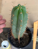 #EC262 EXACT Trichocereus Pachanoi Monstrose TPM X (SS02 x Juuls) Cactus 15”